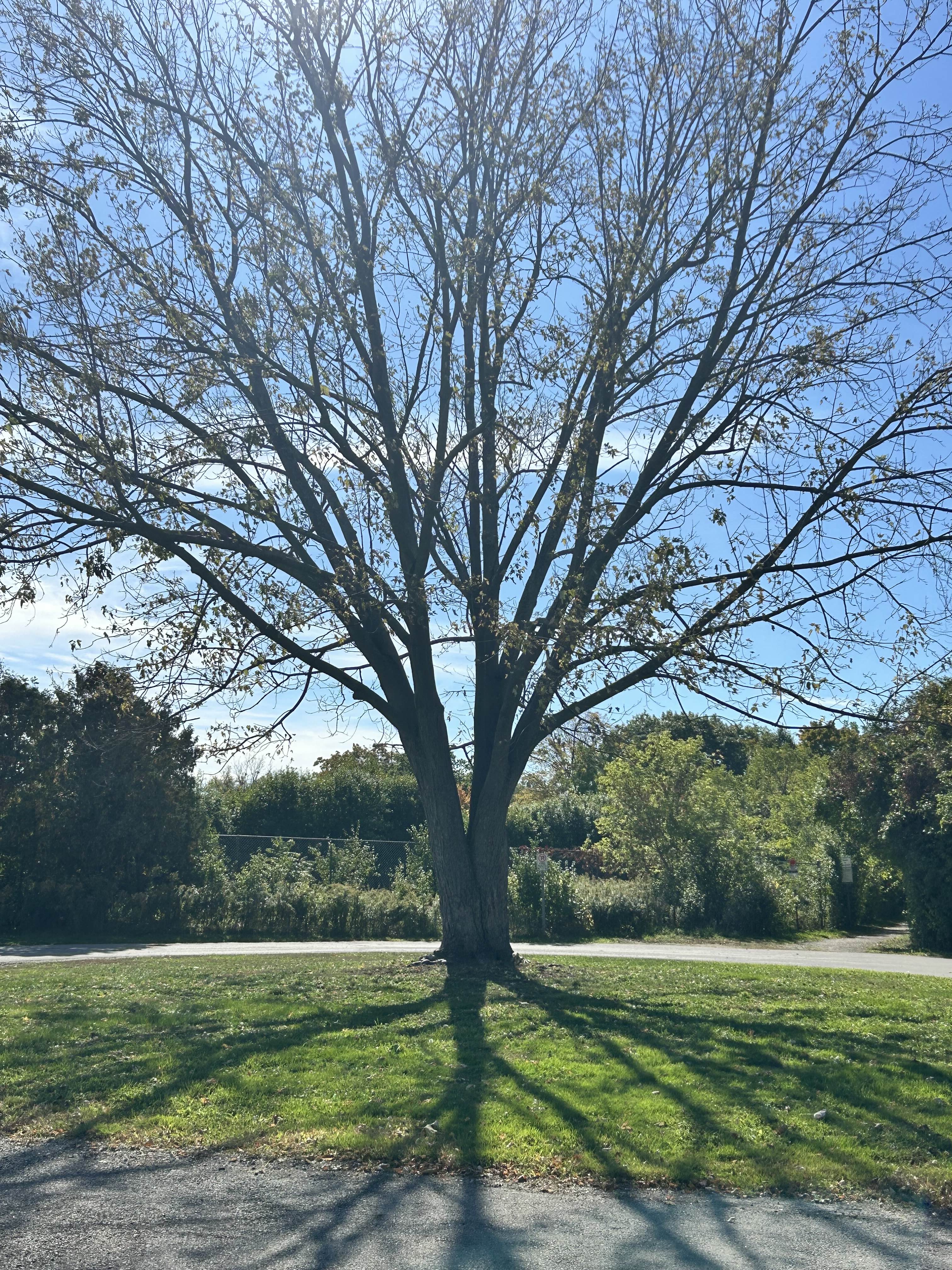 Tree near a parking lot